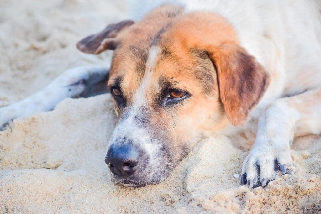 Trouver un tarif avantageux pour la santé de son animal