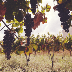 Séjour spécial vignes belvilla crete