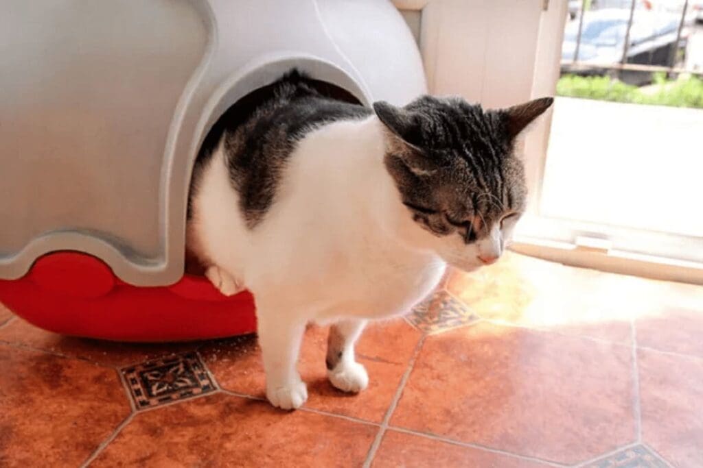 Est-ce que des chats peuvent partager la même litière ?