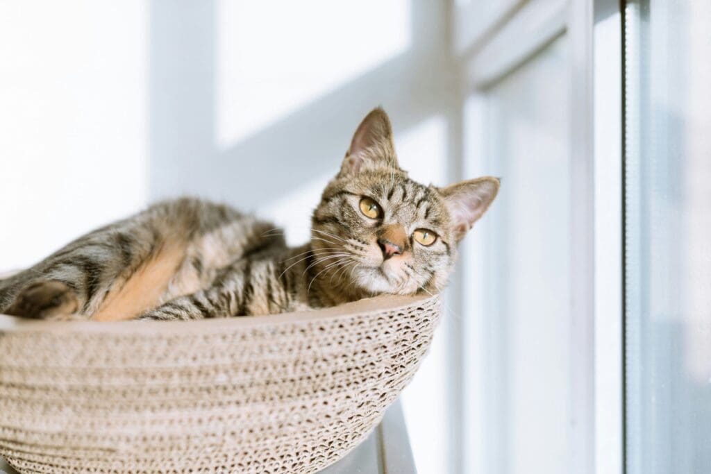Comment bien choisir sa caisse de transport pour chat chez Gifi ?