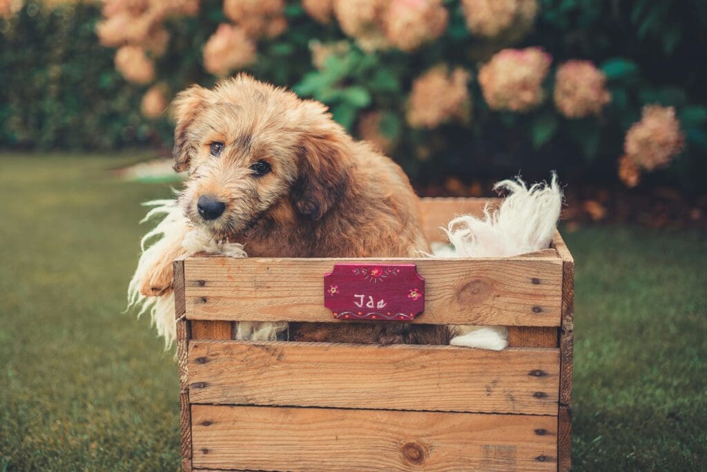 Comment bien choisir une cage de transport pour son chien ?