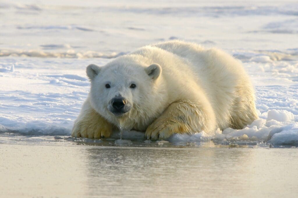 Comment un ours polaire s&rsquo;est-il retrouvé sur une plage ensoleillée ?