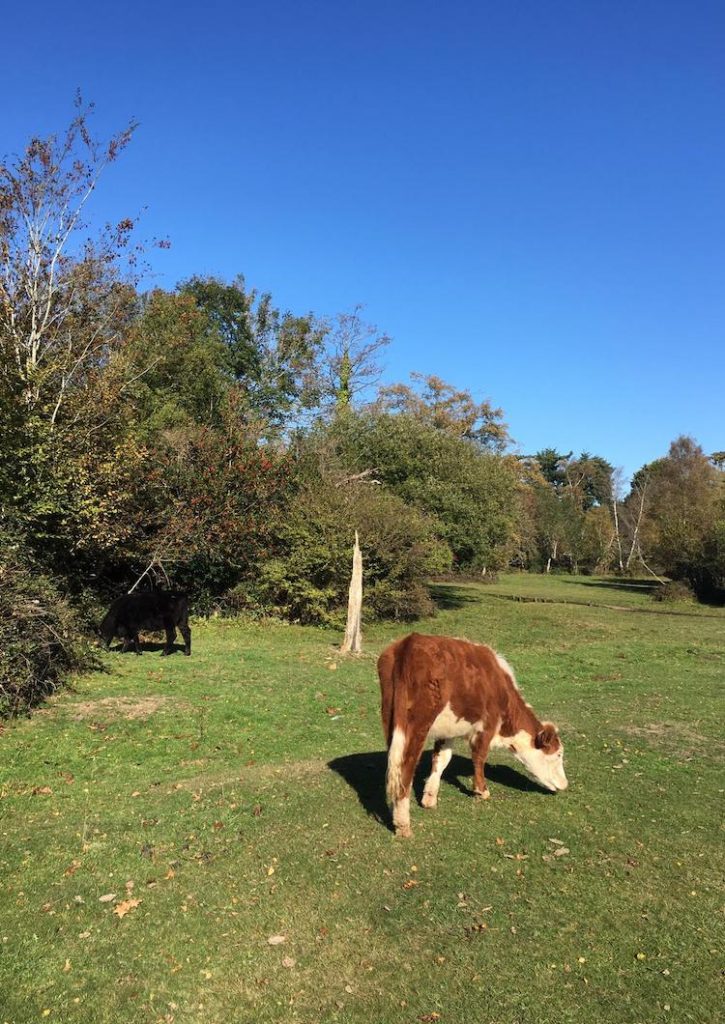 Visite des vaches du Dorset