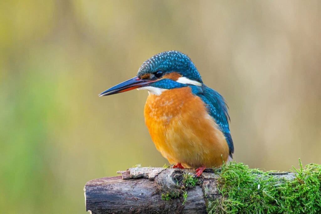 Le Martin-pêcheur aux Pays-Bas : ce sont de bons sites de repérage de Martin-pêcheur & 5 conseils de photographie