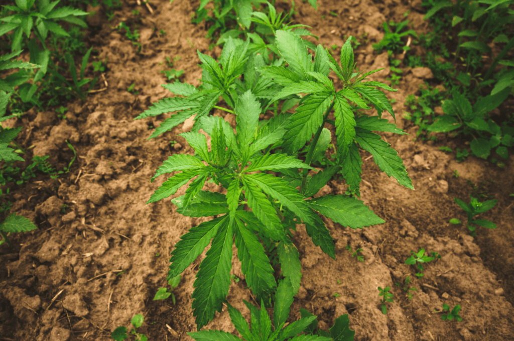 EUROPE : l’Allemagne légalise le cannabis !