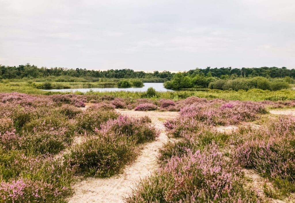 Kampina: Conseils de randonnée et d&rsquo;hébergement pour cette partie verte du Brabant