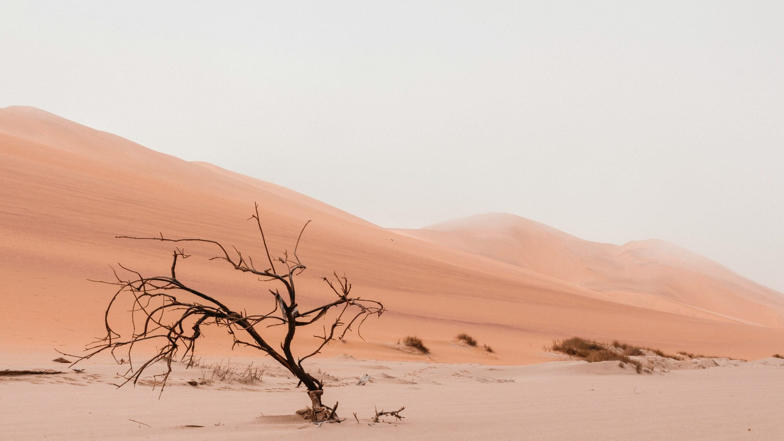 découvrez le désert, un paysage à couper le souffle, entre dunes de sable et étendues infinies, une expérience unique à vivre au cœur de la nature.
