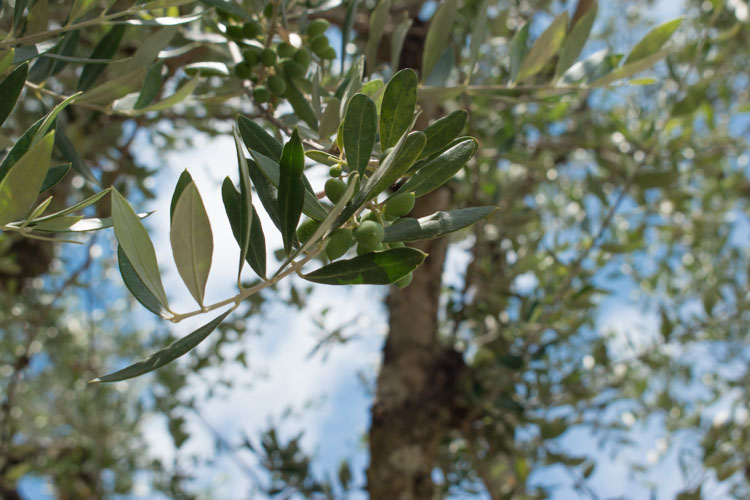 Olives de Zakynthos