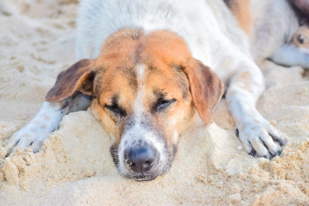 Où emmener votre chien pour profiter de la plage ?