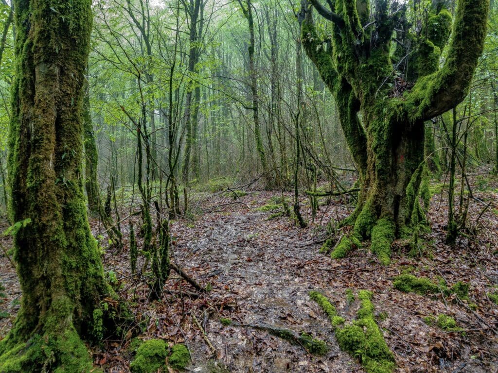 Quels sont les incontournables à découvrir à Aveyron?