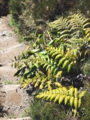 Sao Miguel Lagoa do Fogo Açores-4