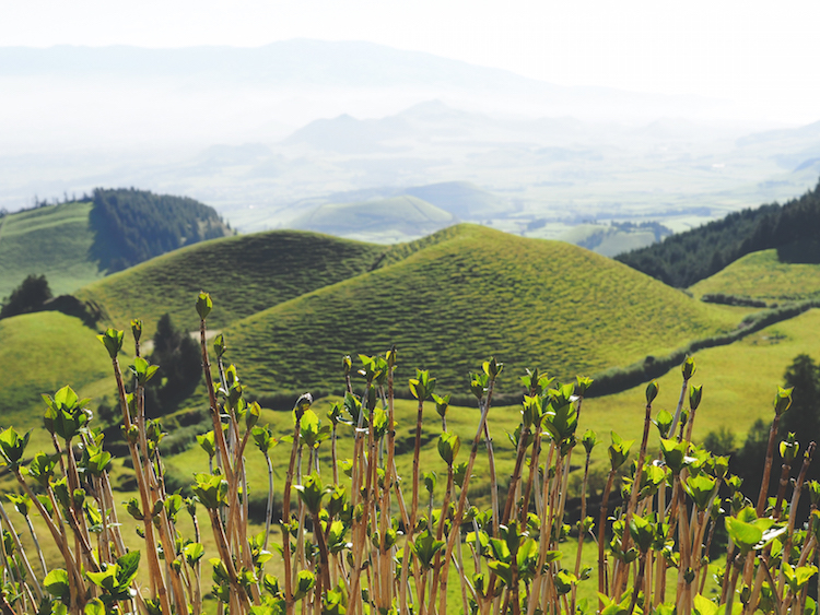 Sete Cidades sur le chemin de Ponta Delgada Açores