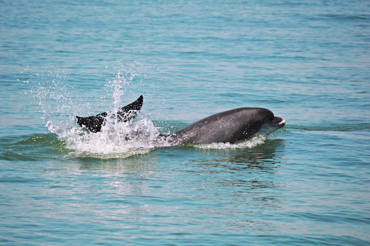 Setubal sado dauphins portugal