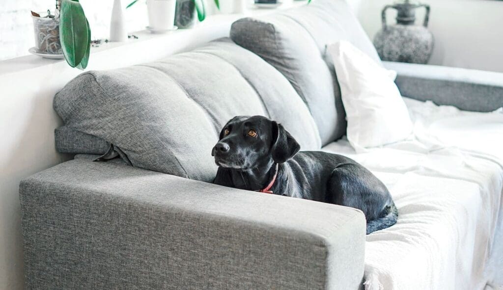 7 x une maison de vacances unique où vous pourrez passer la nuit avec votre chien