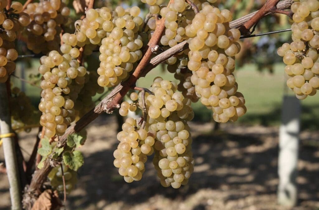 6 visites dans un vignoble du Limbourg