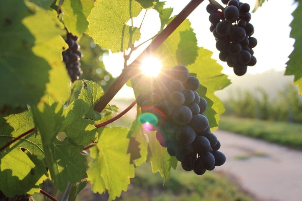 7 x dans un vignoble aux Pays-Bas : conseils pour les nuitées et les dégustations