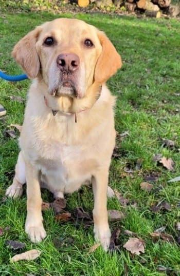 découvrez comment adopter des animaux en auvergne en 2025 : conseils, refuges et démarches pour offrir un nouveau foyer à un compagnon fidèle.