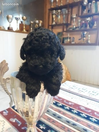 découvrez comment adopter des animaux en auvergne grâce à leboncoin. trouvez votre compagnon idéal parmi de nombreuses annonces près de chez vous.