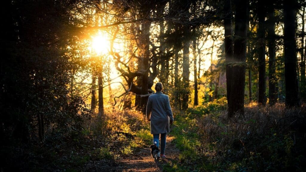 7x les plus belles forêts des Pays-Bas