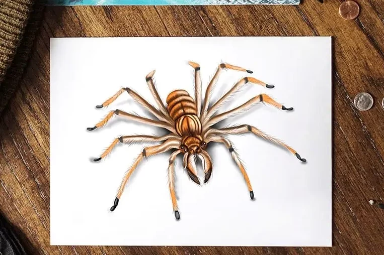 Comment dessiner une araignée facilement : guide étape par étape