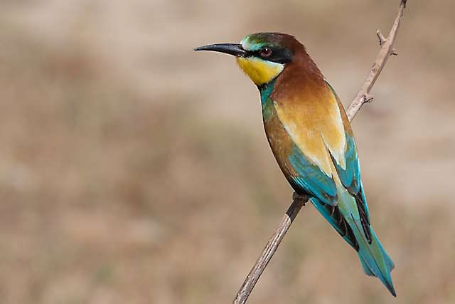 découvrez la faune remarquable d'auvergne en 2025 : explorez la biodiversité unique et les espèces emblématiques de cette région naturelle exceptionnelle.