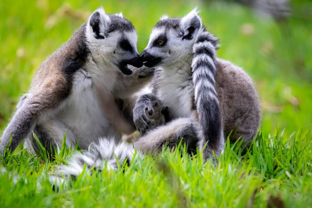 découvrez la faune remarquable d'auvergne en 2025 : espèces rares, paysages naturels préservés et conseils pour observer la biodiversité unique de la région.