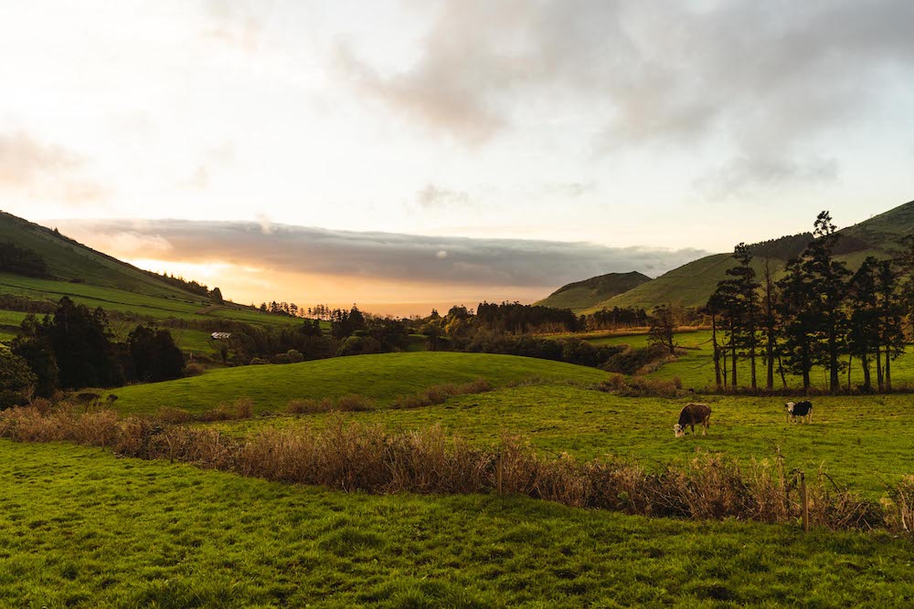 flores quelles îles visiter açores