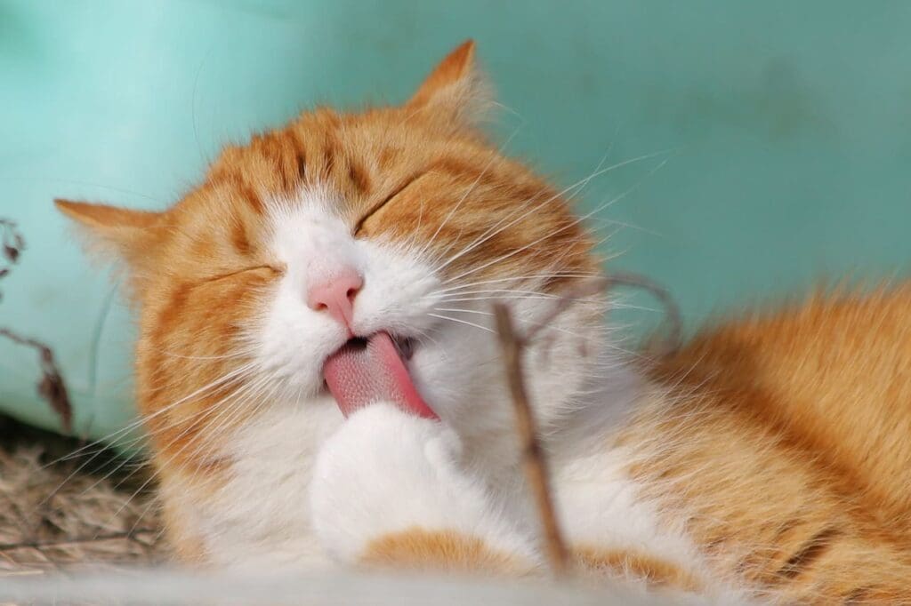 Pourquoi est ce que mon chat miaule quand je lui parle ?