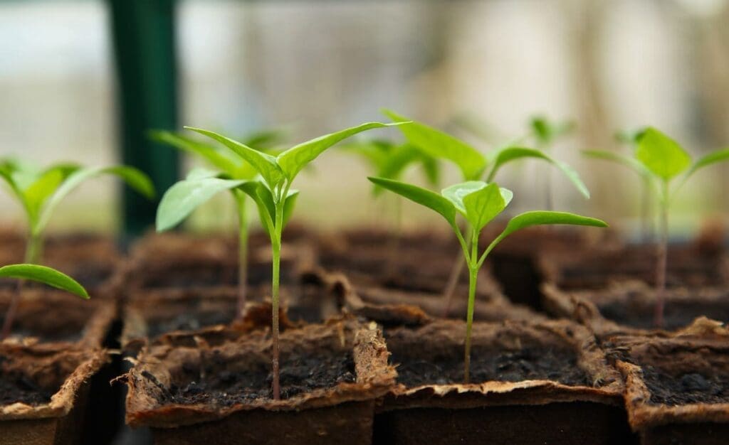 Comment aménager l intérieur d une serre en permaculture ?