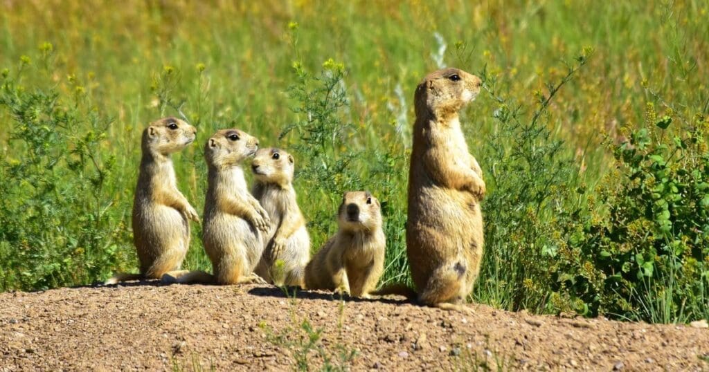 L&rsquo;Instinct Animal du Leader : Au-delà des Chiffres et des Statistiques
