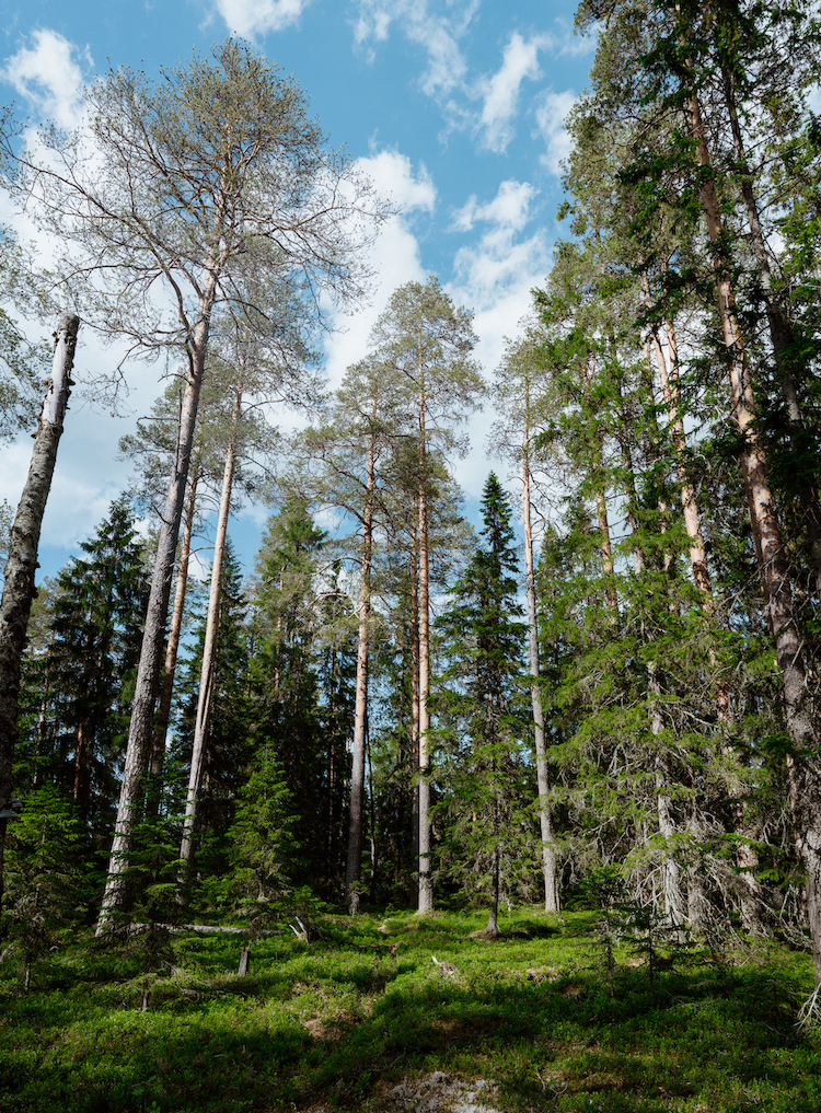 Laponie dans les bois d'été