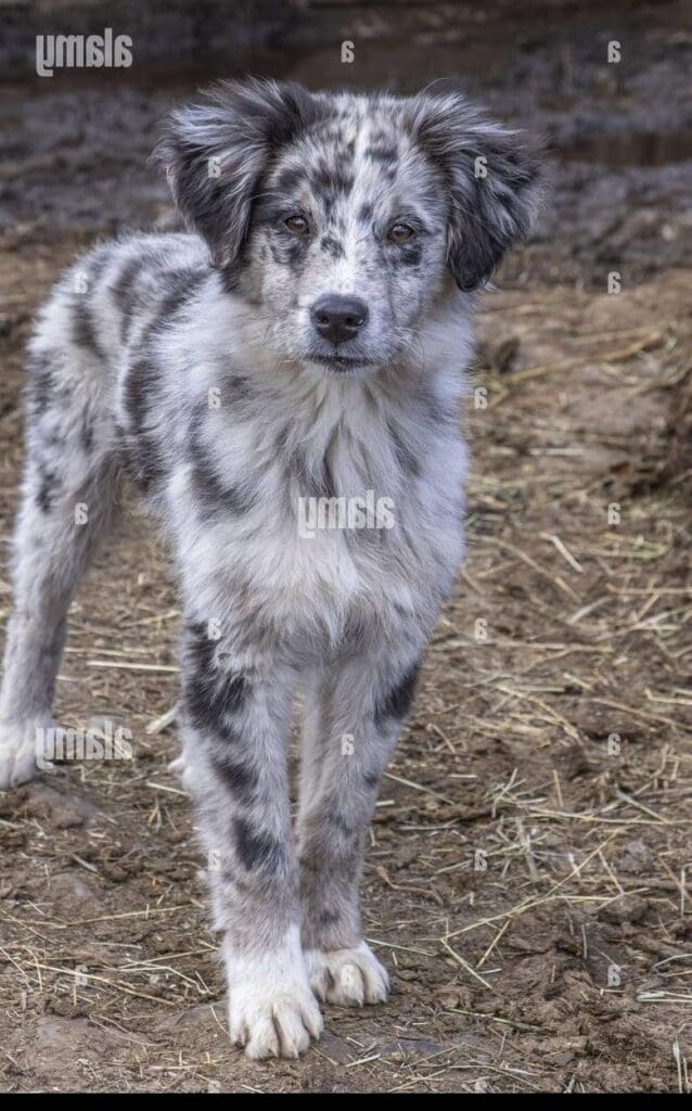 Le Berger d&rsquo;Auvergne, un chien de berger polyvalent