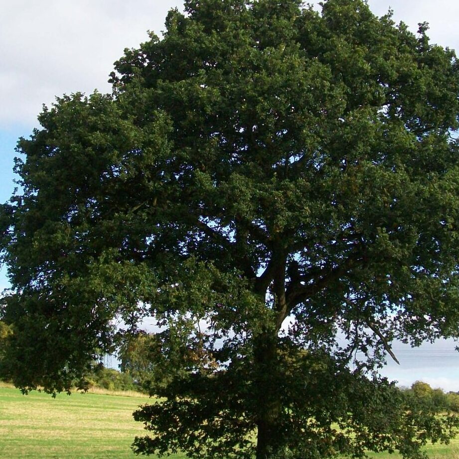 Le chêne pédonculé : un symbole de force et de résilience dans le monde des affaires