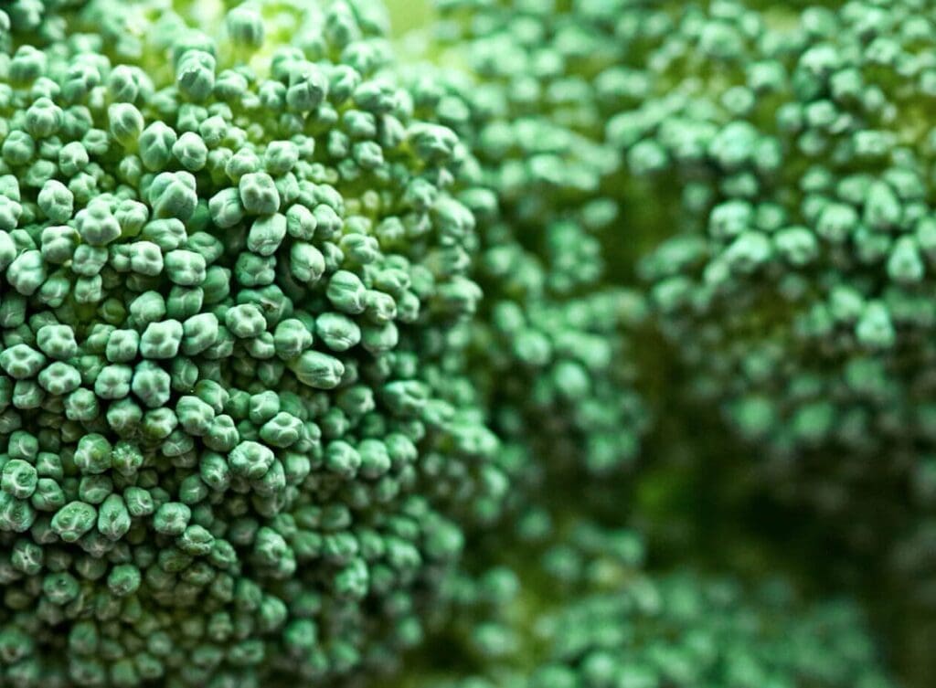 Les bienfaits du brocolini pour la santé et comment l&rsquo;incorporer dans votre alimentation