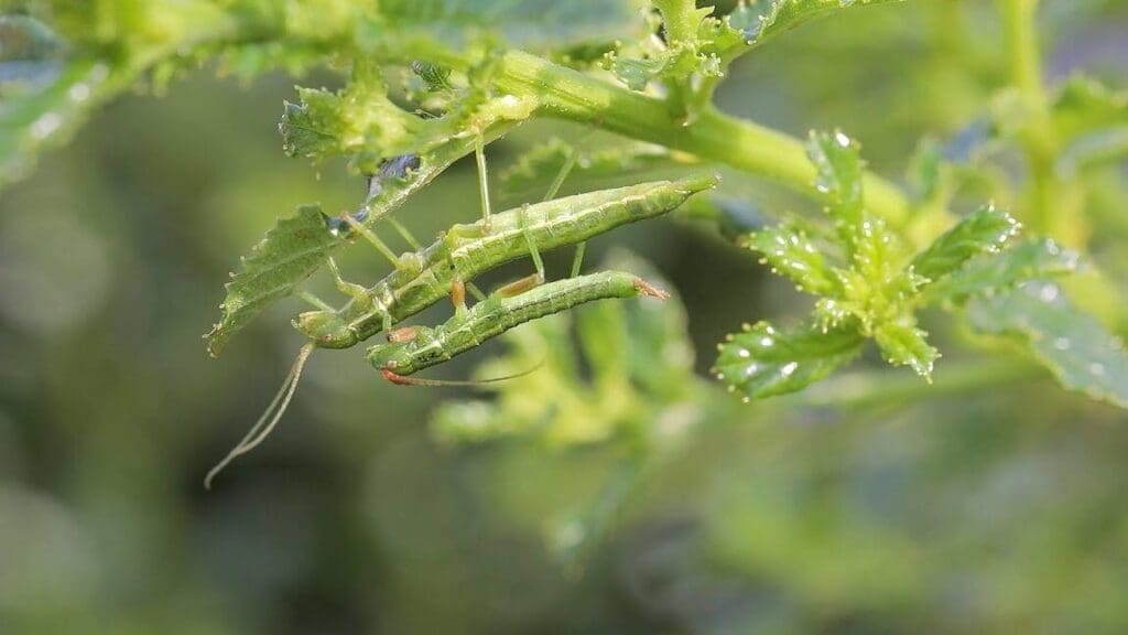 Les mystères de la reproduction : Une plongée dans la vie fascinante d&rsquo;un poisson rouge enceinte