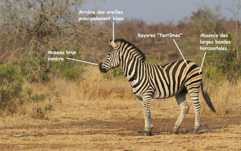 découvrez l’essor des zèbres en france, leur habitat, leur comportement et les efforts de conservation pour protéger ces animaux fascinants.