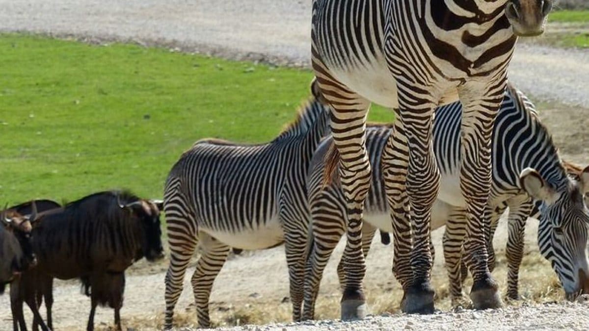 découvrez l’essor des zèbres en france, une tendance croissante et fascinante qui gagne en popularité à travers le pays.