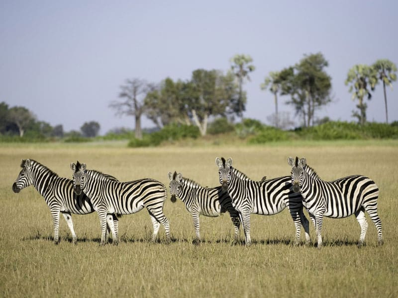 découvrez l’essor des zèbres en france, un phénomène croissant alliant intelligence et créativité pour un avenir prometteur.