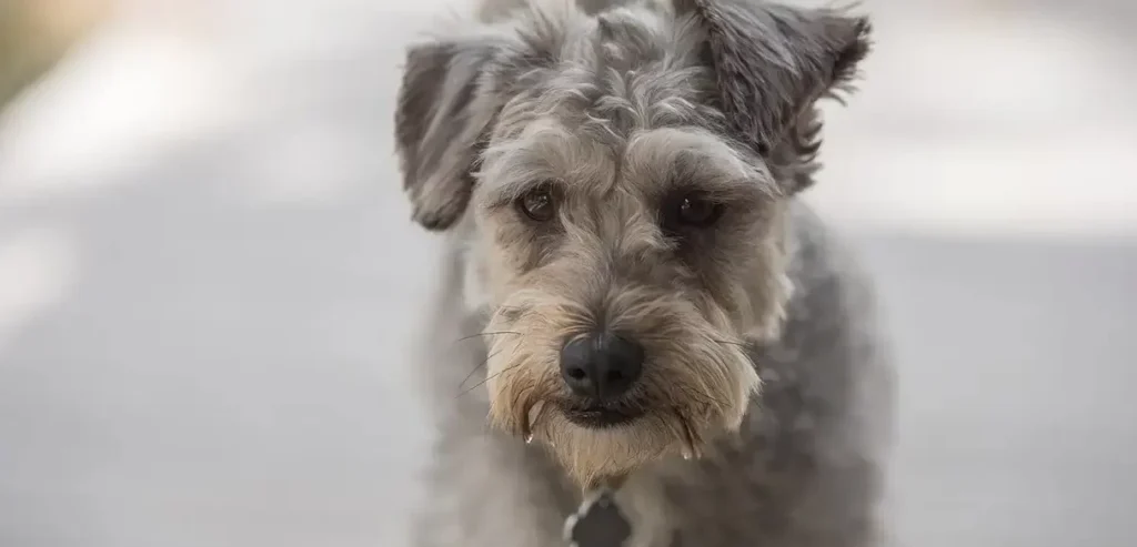 Maltipoo : Le compagnon idéal pour une vie pleine de tendresse et de câlins