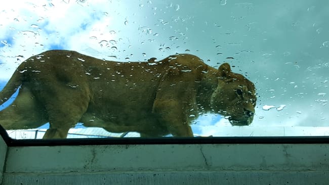 découvrez le parc animalier d'auvergne : partez à la rencontre de plus de 350 animaux sauvages dans un cadre naturel exceptionnel. idéal pour une sortie en famille ou entre amis, au cœur de l’auvergne.