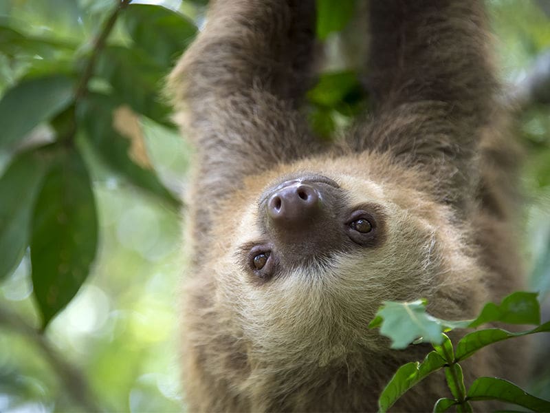 découvrez le parc animalier d'auvergne : un espace naturel unique pour observer des animaux sauvages du monde entier, idéal pour une sortie en famille, au cœur des paysages volcaniques de l’auvergne.