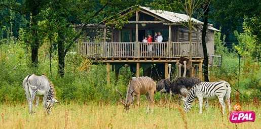 découvrez le parc animalier d'auvergne : plus de 350 animaux de 65 espèces dans un cadre naturel exceptionnel au cœur des volcans. idéal pour une sortie en famille ou entre amis en pleine nature !