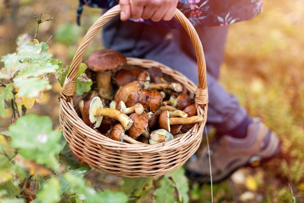 Coin à champignon en Auvergne : pourquoi s&rsquo;y rendre ?