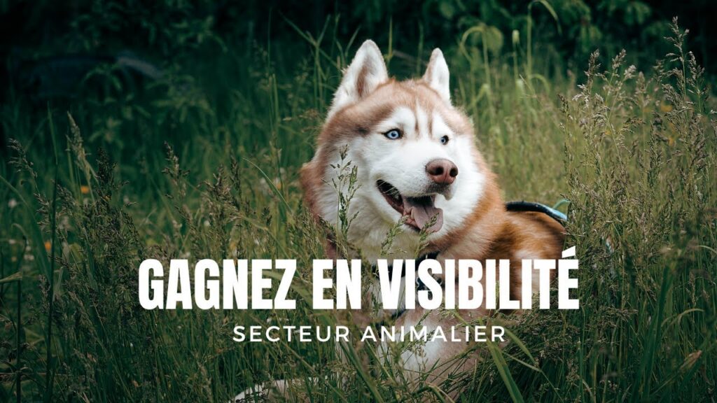 Visibilité en ligne : comment les acteurs du secteur animalier peuvent choisir leurs publications
