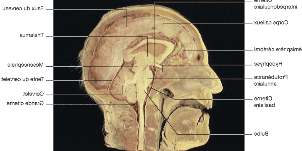 Trou anionique : comprendre son rôle crucial dans l&rsquo;équilibre ionique du corps humain